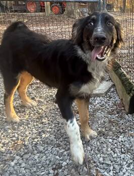Rescue Australian Shepherd Dogs for Adoption in Crossville, Tennessee - Dash | PetCurious