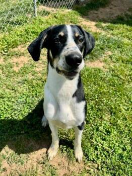 Coonhound and Mixed Breed Dogs Available for Adoption in Westland, Michigan - Gallagher | PetCurious