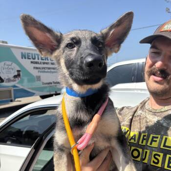 Mastercard -  German Shepherd Dog Dog for Adoption in Columbia, South Carolina - Mastercard | PetCurious
