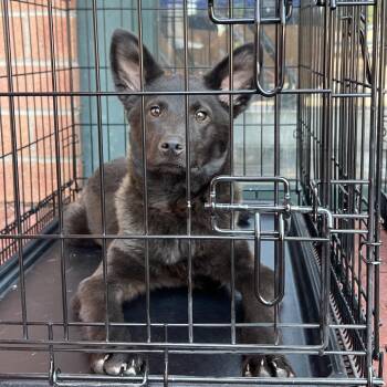 Osito -  German Shepherd Dog and Border Collie Dog for Adoption in Fort Collins, Colorado - Osito | PetCurious