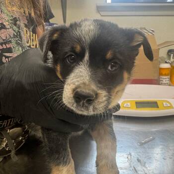 Yang -  Australian Cattle Dog Blue Heeler and Mixed Breed Dog for Adoption in Taos, New Mexico - Yang | PetCurious