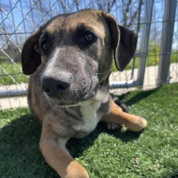 Black Mouth Cur and Mixed Breed Dogs Available for Adoption in La Grange, Kentucky - Margie | PetCurious