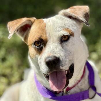 Jewel -  Boxer and Mixed Breed Dog Available for Adoption in Hondo, Texas - Jewel | PetCurious