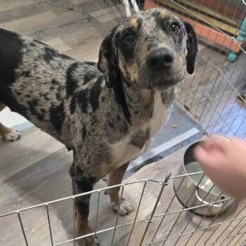 Catahoula Leopard Dog Dogs Available for Adoption in Parker, Colorado - 500 (2026) Mama Annie | PetCurious