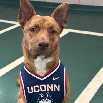 Mixed Breed Dogs Available for Adoption in Oak Brook, Illinois - Cairo | PetCurious