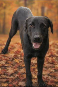Rescue Black Labrador Retriever and Hound Dogs for Adoption in Huntingtown, Maryland - Amber | PetCurious
