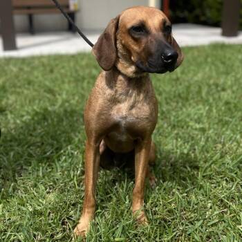 Carmen Electra 7479 -  Mixed Breed Dog for Adoption in Loxahatchee Groves, Florida - Carmen Electra 7479 | PetCurious