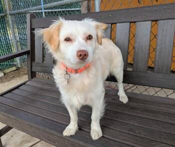 NIKE -  Chihuahua and Mixed Breed Dog for Adoption in Springfield, Massachusetts - NIKE | PetCurious