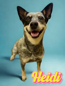 Australian Cattle Dog Blue Heeler Dogs Available for Adoption in Boerne, Texas - Heidi | PetCurious