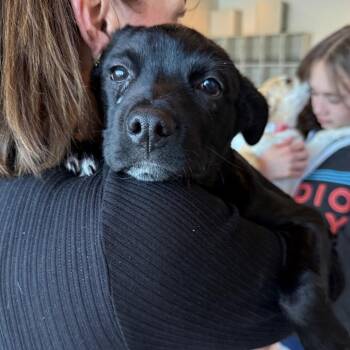 Shepherd and Mixed Breed Dogs Available for Adoption in Parker, Colorado - 547 (2026) | PetCurious