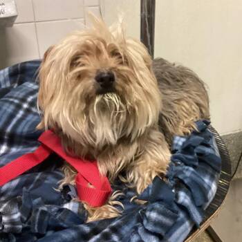 IVHS-Stray-143308 -  Yorkshire Terrier Dog for Adoption in San Gabriel, California - IVHS-Stray-143308 | PetCurious