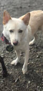 Rescue Jindo Dogs for Adoption in Puyallup, Washington - Snow | PetCurious