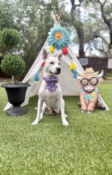 wfbonne -  Cattle Dog Dog for Adoption in Mico, Texas - Wfbonne | PetCurious