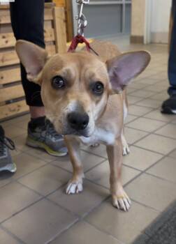 Labrador Retriever Dogs Available for Adoption in Wantagh, New York - Noretta | PetCurious