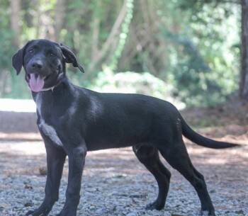 Samson -  Mixed Breed Dog for Adoption in Groveland, Massachusetts - Samson | PetCurious
