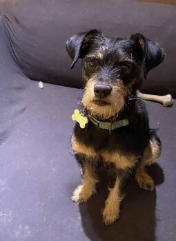 Jack Russell Terrier Dogs Available for Adoption - Grady - Still Available For Adoption  | PetCurious