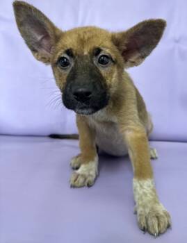 Rescue German Shepherd Dog and Mixed Breed Dogs for Adoption in Morton Grove, Illinois - Lydia | PetCurious