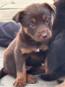 Border Collie and Labrador Retriever Dogs Available for Adoption in Houston, Texas -  Artémise - Adorable Puppy Looking For Her Forever Home! (NY-715 | PetCurious