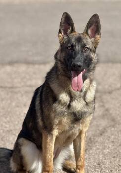 German Shepherd Dog Dogs Available for Adoption - Blue | PetCurious
