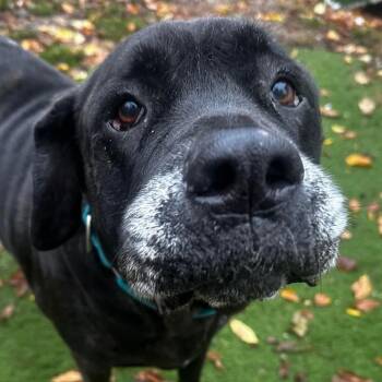 Rescue Mastiff and Mixed Breed Dogs for Adoption in Spring Hill, Kansas - Velvet | PetCurious
