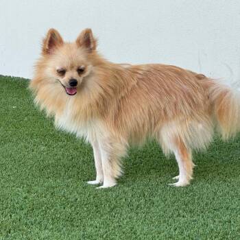 Rocket 4997 / 4850 -  Pomeranian Dog for Adoption in Loxahatchee Groves, Florida - Rocket 4997 / 4850 | PetCurious