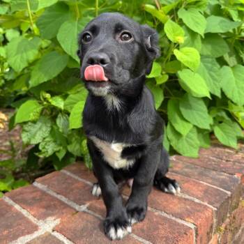Mixed Breed Dogs Available for Adoption in Brownsboro, Alabama - Rocket | PetCurious