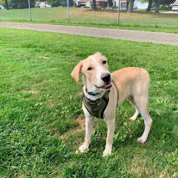 Rescue Hound and Retriever Dogs for Adoption in Williamsburg, Ontario - Drupi | PetCurious
