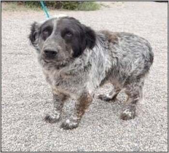 Donny -  Border Collie and Australian Cattle Dog Blue Heeler Dog for Adoption in Littleton, Colorado - Donny | PetCurious