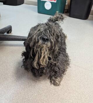 Moses -  Schnauzer and Poodle Dog for Adoption in La Porte, Indiana - Moses | PetCurious