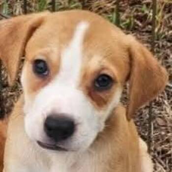 Brazil *Arriving 9/26* D12498 -  Beagle and Labrador Retriever Dog for Adoption - Brazil *Arriving 9/26* D12498 | PetCurious