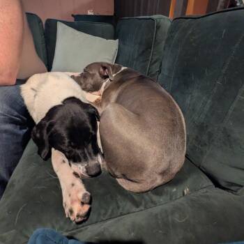 Warden -  Labrador Retriever and Mixed Breed Dog for Adoption in Fayetteville, Arkansas - Warden | PetCurious