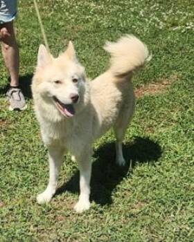 Bunnie -  Jindo and Mixed Breed Dog for Adoption in Morristown, New Jersey - Bunnie | PetCurious