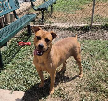 Edmund -  Mixed Breed Dog for Adoption in Schertz, Texas - Edmund | PetCurious