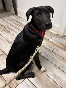 Rescue Labrador Retriever and Mixed Breed Dogs for Adoption in Saugus, Massachusetts - Tupelo Alexis | PetCurious