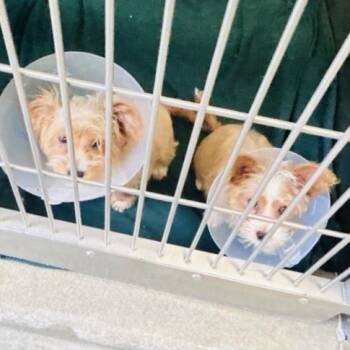 Terrier Dogs Available for Adoption in Baltimore, Maryland - Goldfish | PetCurious