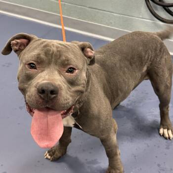 Pit Bull Terrier Dogs Available for Adoption - Smokey | PetCurious