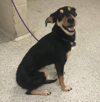 A432438 -  Australian Kelpie and Mixed Breed Dog for Adoption in Conroe, Texas - A432438 | PetCurious