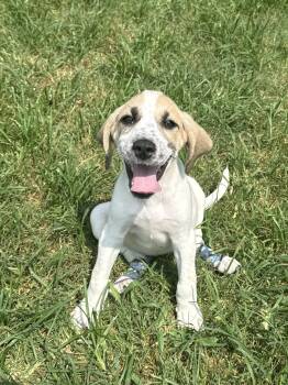 GRETA -  Hound and Great Pyrenees Dog for Adoption in Seale, Alabama - GRETA | PetCurious