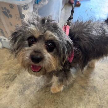 Cassidy -  Mixed Breed Dog for Adoption in Venice, Florida - Cassidy | PetCurious