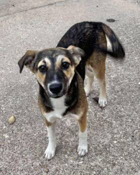 Rescue Shepherd Dogs for Adoption in Manchester, Connecticut - Angel 2 | PetCurious