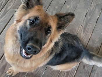 STELLA -  German Shepherd Dog Dog for Adoption in Fosters, Alabama - STELLA | PetCurious