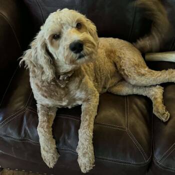 Paisley -  Goldendoodle Dog for Adoption in Brockport, New York - Paisley | PetCurious
