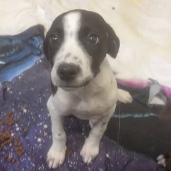 Pony -  Mixed Breed Dog for Adoption in Flagstaff, Arizona - Pony | PetCurious