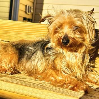 Pink Pantress (Pinky) -  Yorkshire Terrier and Mixed Breed Dog for Adoption in Glenelg, Maryland - Pink Pantress (Pinky) | PetCurious