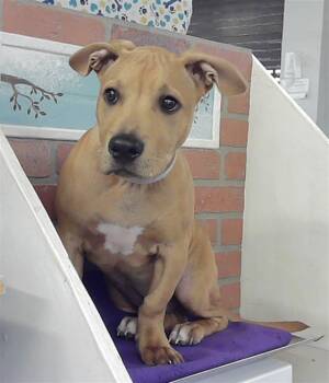 Boxer and Staffordshire Bull Terrier Dogs Available for Adoption in Houston, Texas - RIVER | PetCurious