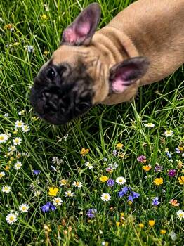 Rose -  French Bulldog Dog for Sale in Edison, New Jersey - Rose | PetCurious
