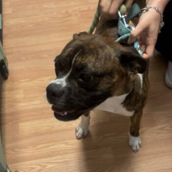 Rescue Boxer Dogs for Adoption in Webster, Texas - Cash | PetCurious