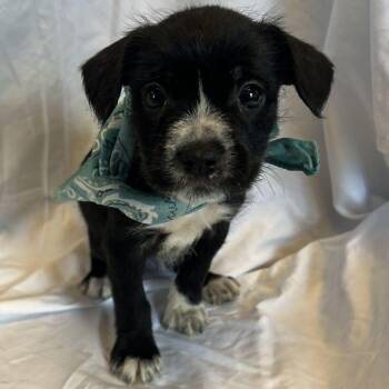 Kris -  Mixed Breed Dog for Adoption in Canal Winchester, Ohio - Kris | PetCurious
