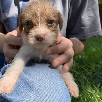 Jack Russell Terrier and Mixed Breed Dogs Available for Adoption in Potomac, Maryland - Tweedy | PetCurious