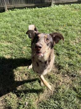 Cate Blanchett -  Australian Shepherd Dog for Adoption in Columbus, Ohio - Cate Blanchett | PetCurious